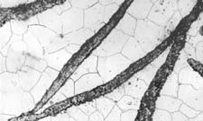 ���ͽ����D�Vչʾ